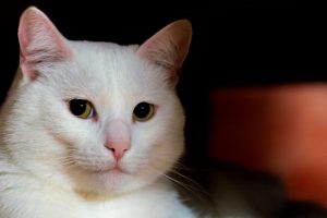 Mulher denuncia síndica por entregar seu gato a outra pessoa em Limeira