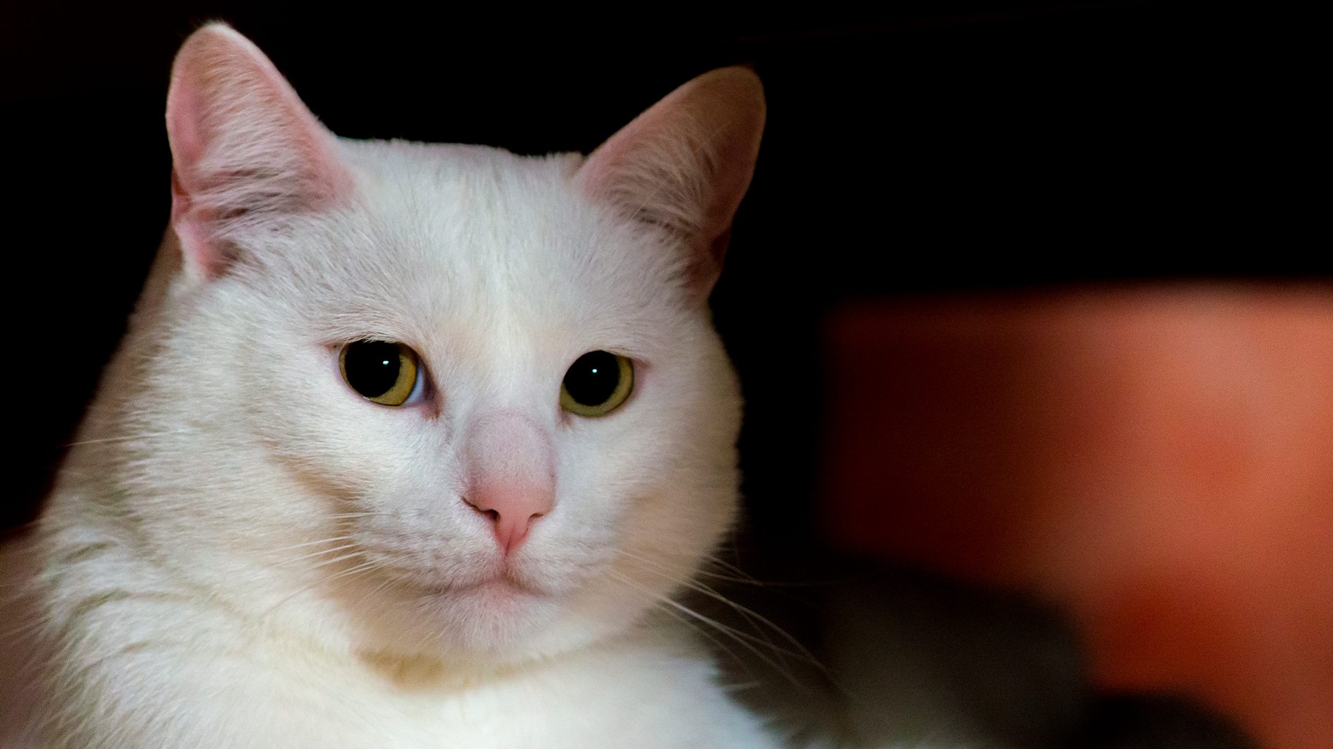 Mulher denuncia síndica por entregar seu gato a outra pessoa em Limeira