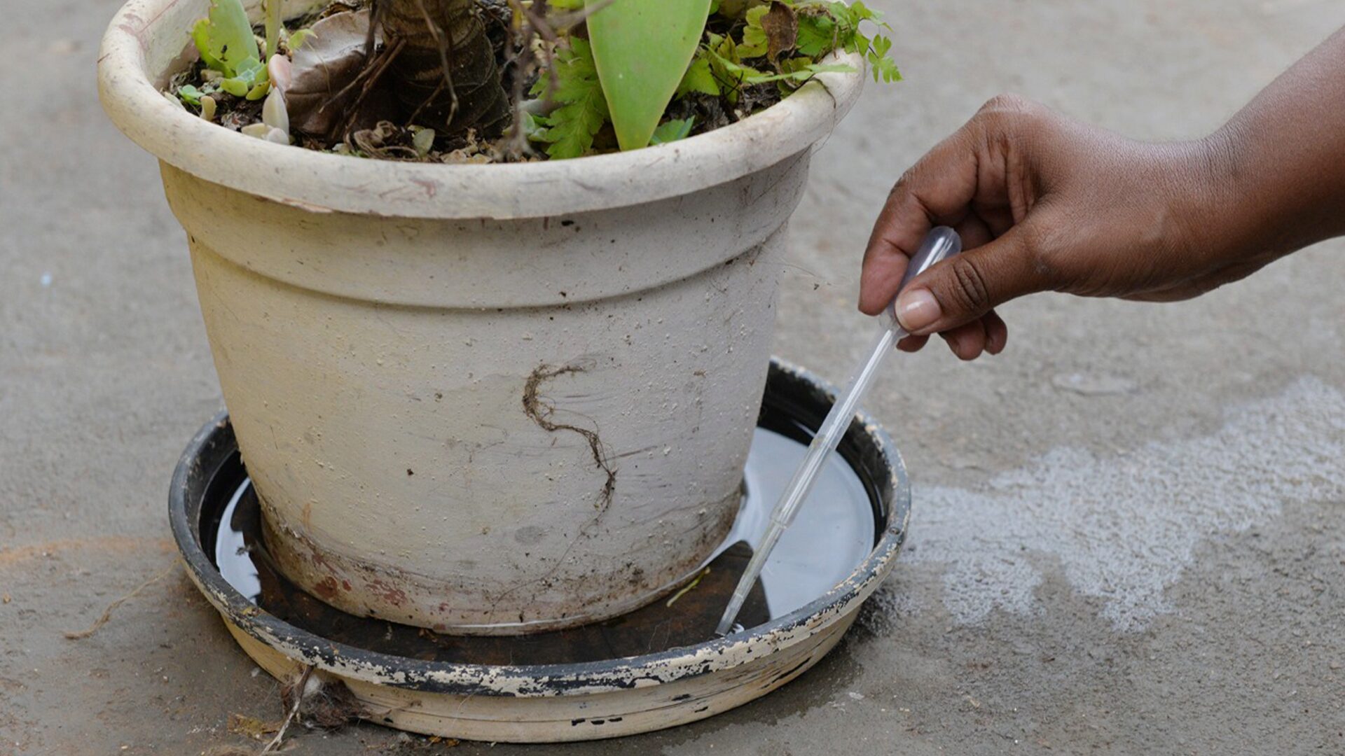Mutirão de combate à dengue vista 2.654 imóveis em Limeira