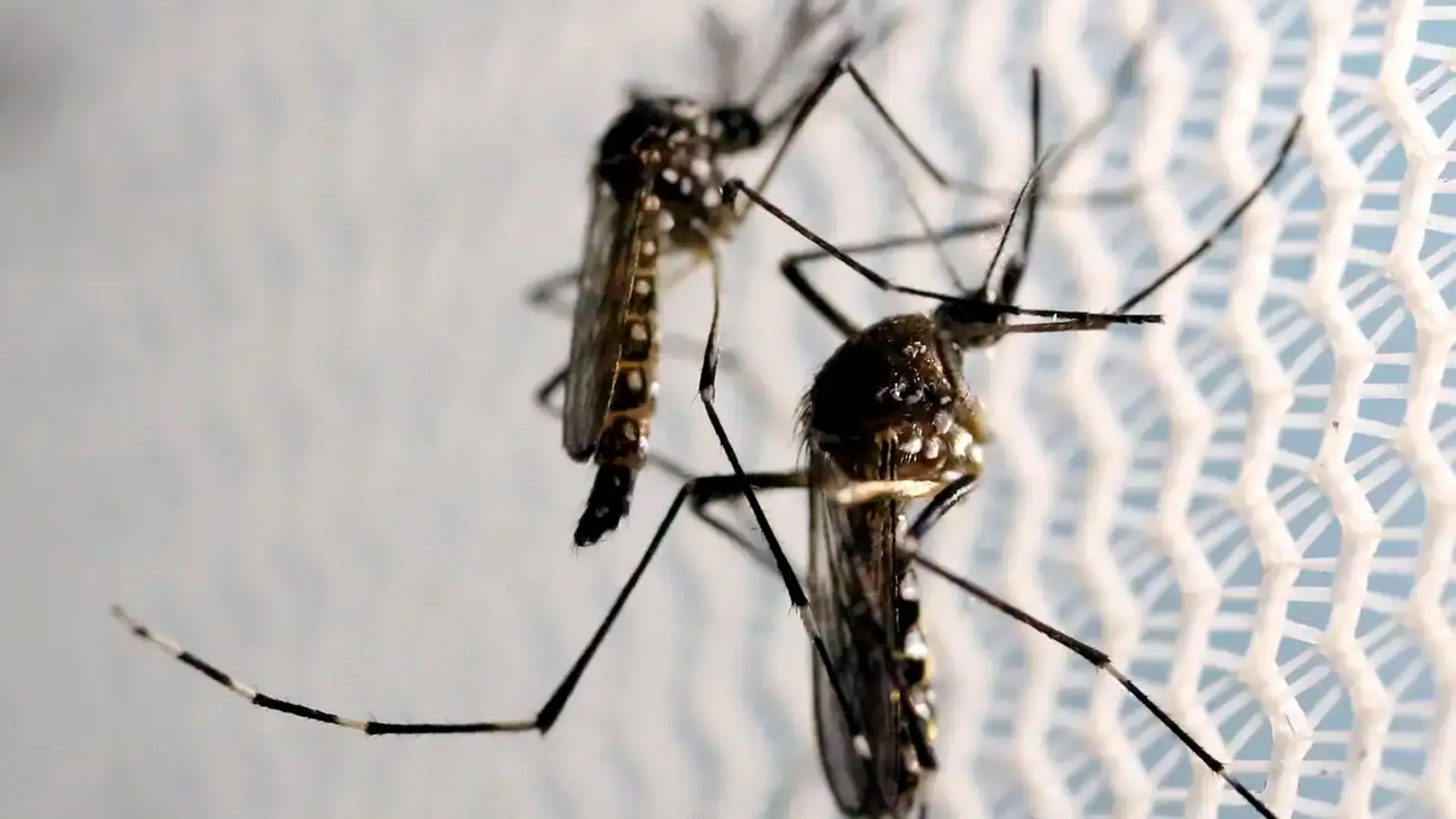 Secretaria de Saúde confirma caso de dengue Tipo 2 em Iracemápolis