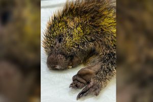 Alpa resgata ouriço com dedos amputados em Limeira
