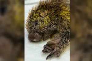 Alpa resgata ouriço com dedos amputados em Limeira