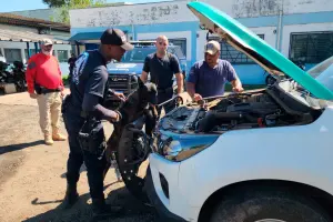 GCM de Limeira ministra curso de condutores de cães policiais