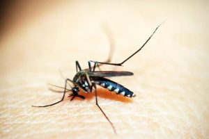 Iracemápolis confirma óbito por dengue