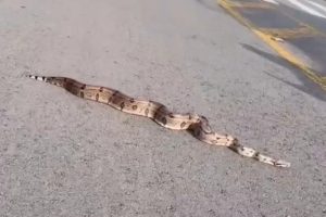 Jiboia é flagrada andando na rua do Cortez