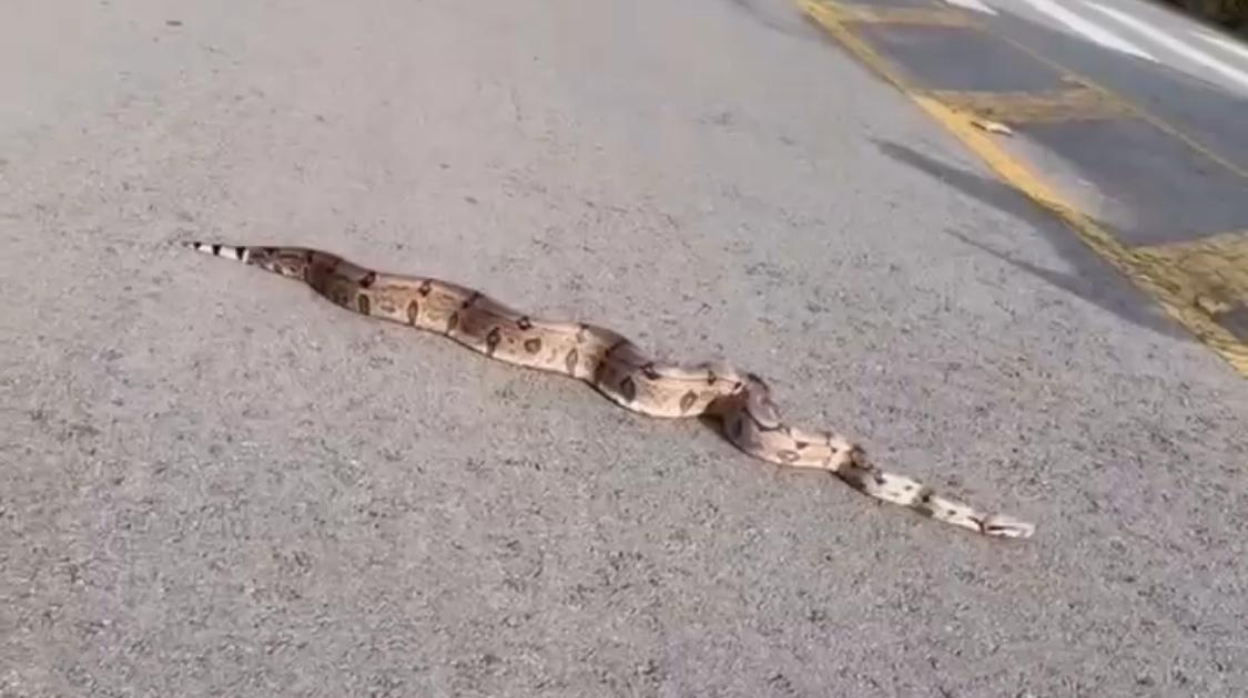Jiboia é flagrada andando na rua do Cortez