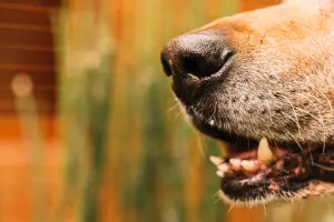 Latidos de cão geram confusão entre vizinhos no Jd. Florença, em Limeira