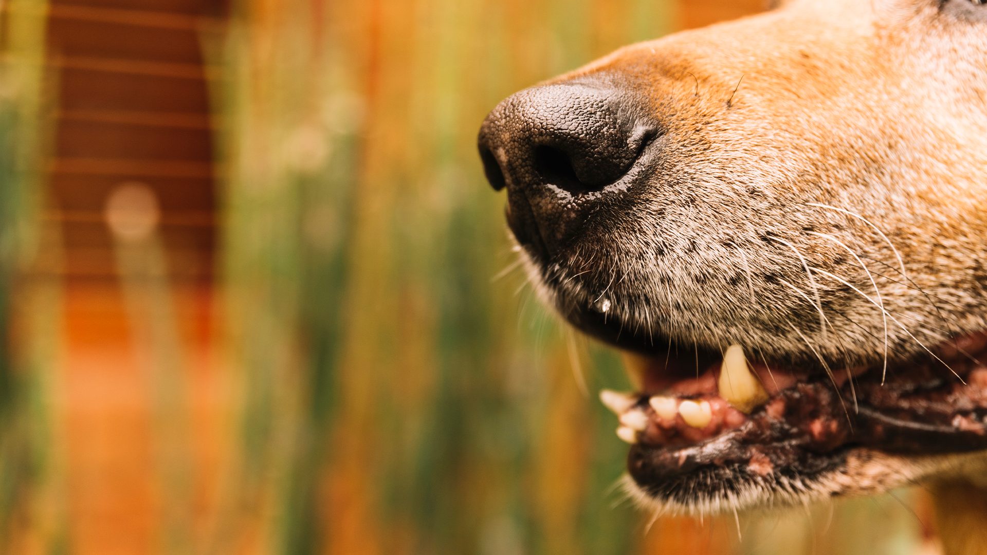 Latidos de cão geram confusão entre vizinhos no Jd. Florença, em Limeira