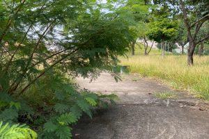 Mato alto gera transtornos no Cidade Universitária, em Limeira 
