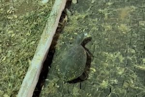 Populares resgatam cágado que circulava pela região central de Limeira durante a madrugada