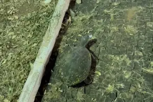 Populares resgatam cágado que circulava pela região central de Limeira durante a madrugada