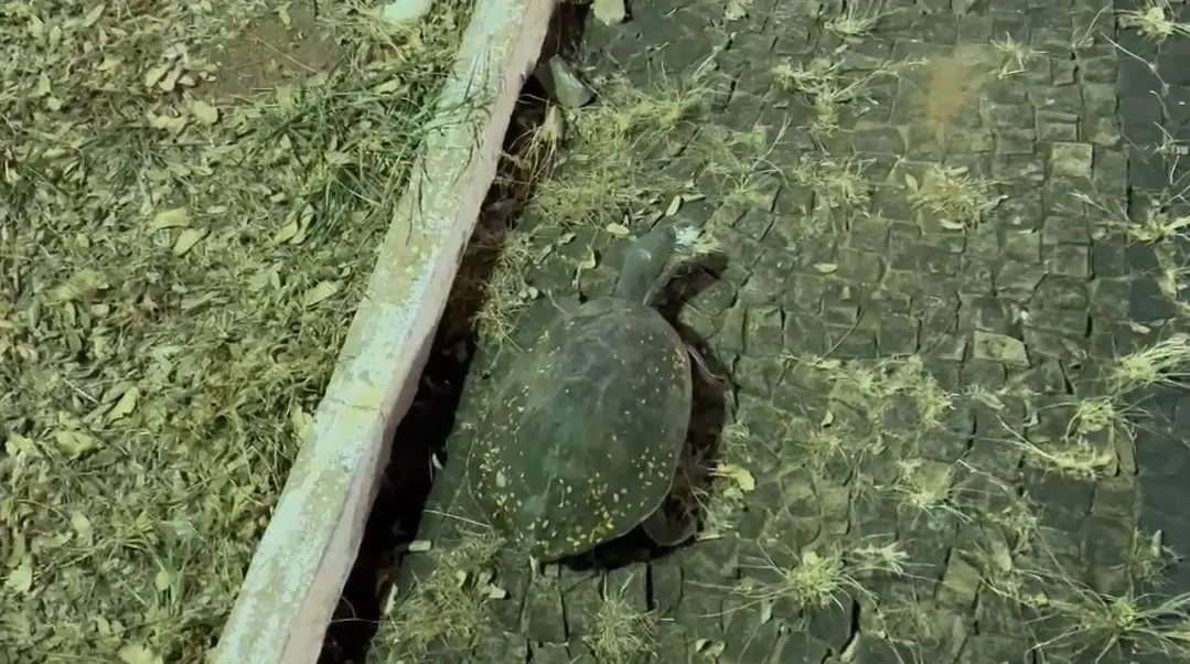 Populares resgatam cágado que circulava pela região central de Limeira durante a madrugada