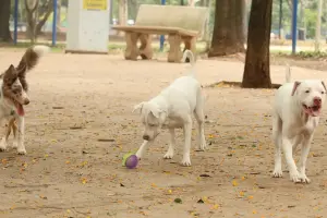 Saiba como funciona o SinPatinhas, novo RG Animal para cães e gatos