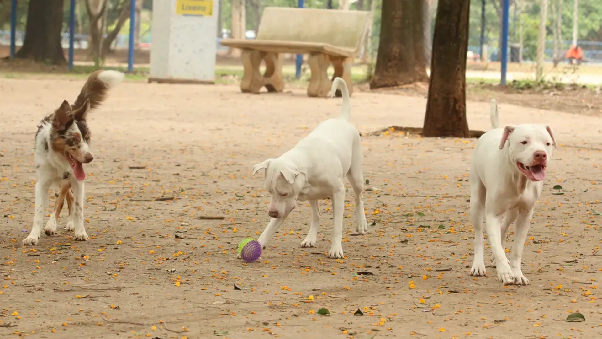 Saiba como funciona o SinPatinhas, novo RG Animal para cães e gatos