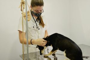 Secretaria oferece atendimento veterinário no Parque Cidade às segundas e sextas-feiras