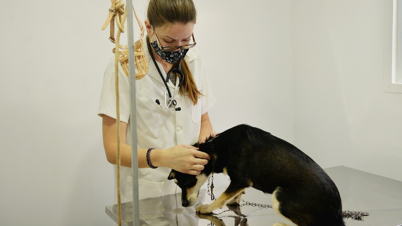 Secretaria oferece atendimento veterinário no Parque Cidade às segundas e sextas-feiras