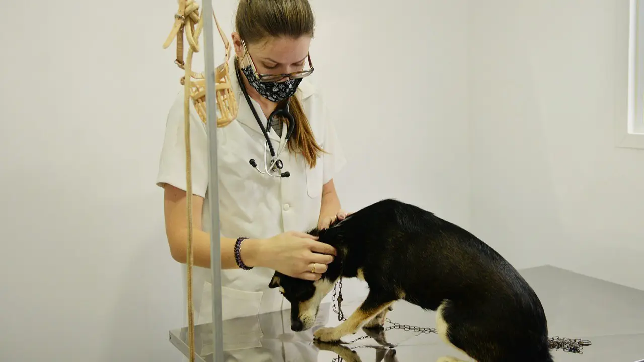 Secretaria oferece atendimento veterinário no Parque Cidade às segundas e sextas-feiras