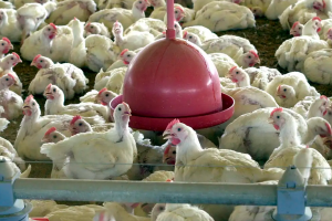 Agricultura confirma caso de gripe aviária em município do RS