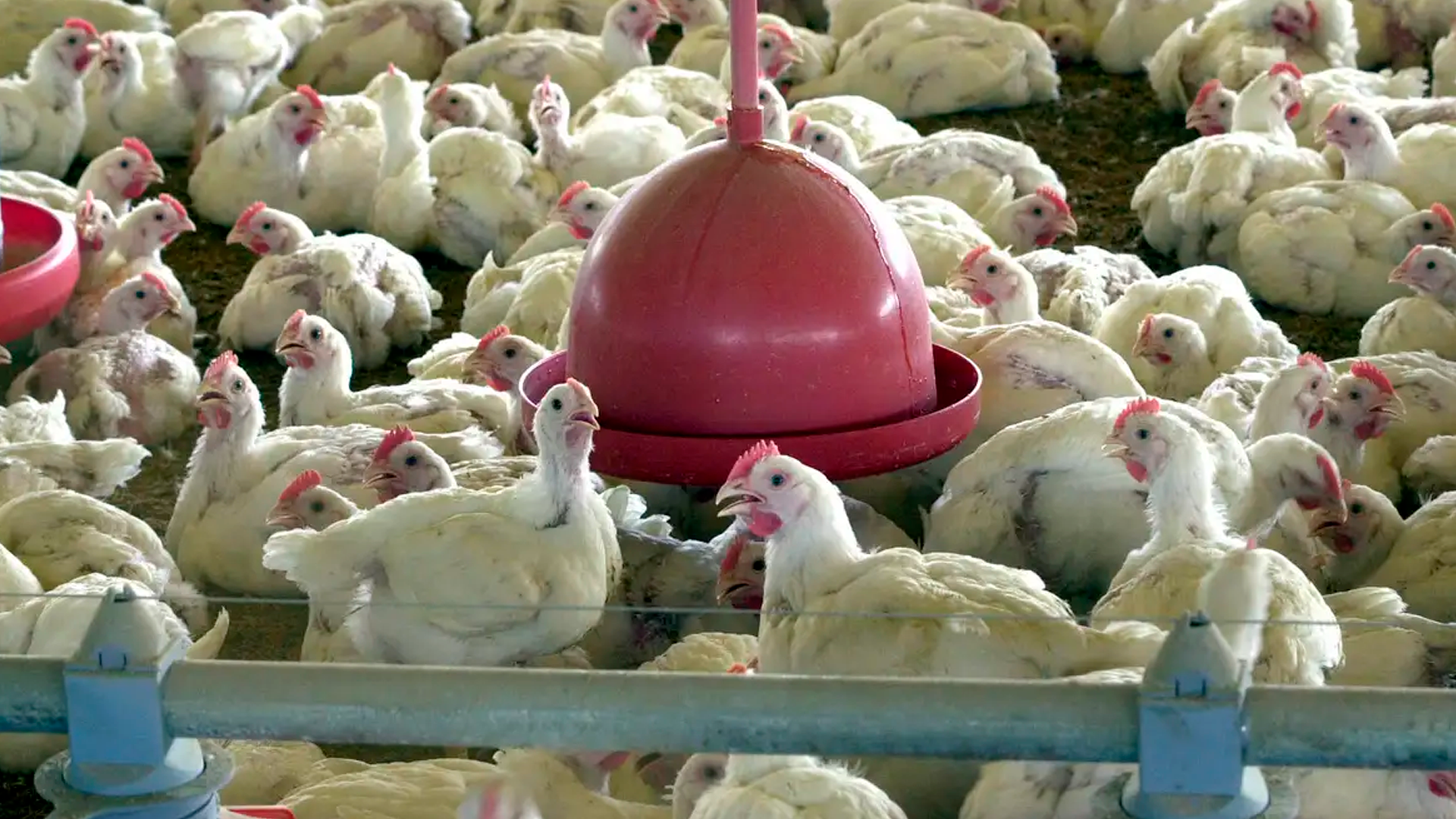 Agricultura confirma caso de gripe aviária em município do RS