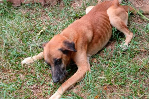 Após denúncia, cães são encontrados com sinais de maus-tratos em sítio de Limeira