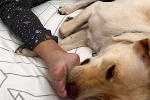 Após longa espera, cão Teddy reencontra tutora autista em Portugal