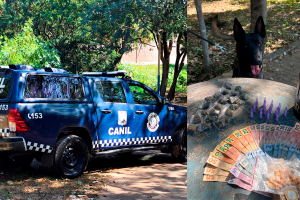 Canil da GCM de Limeira encontra drogas e dinheiro em área de tráfico no Cecap