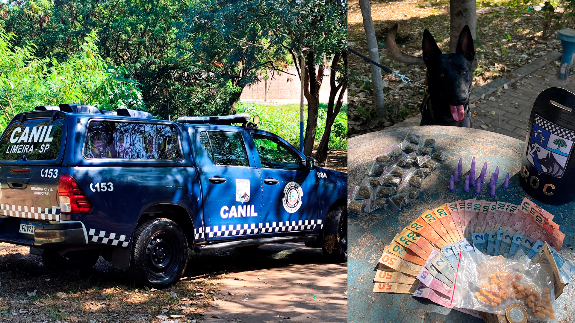 Canil da GCM de Limeira encontra drogas e dinheiro em área de tráfico no Cecap