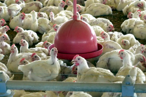 China, UE e Argentina suspendem compras de carne de frango do Brasil