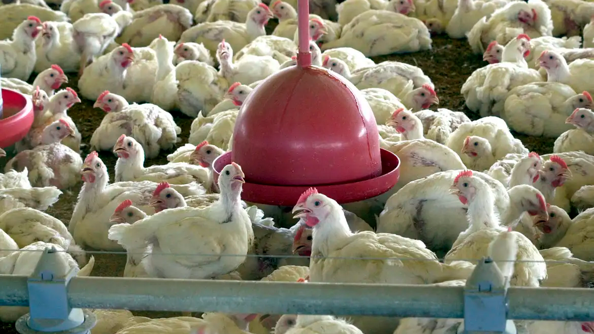 China, UE e Argentina suspendem compras de carne de frango do Brasil