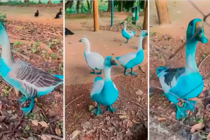 Cidade paulista apura vazamento de corante que tingiu aves em parque
