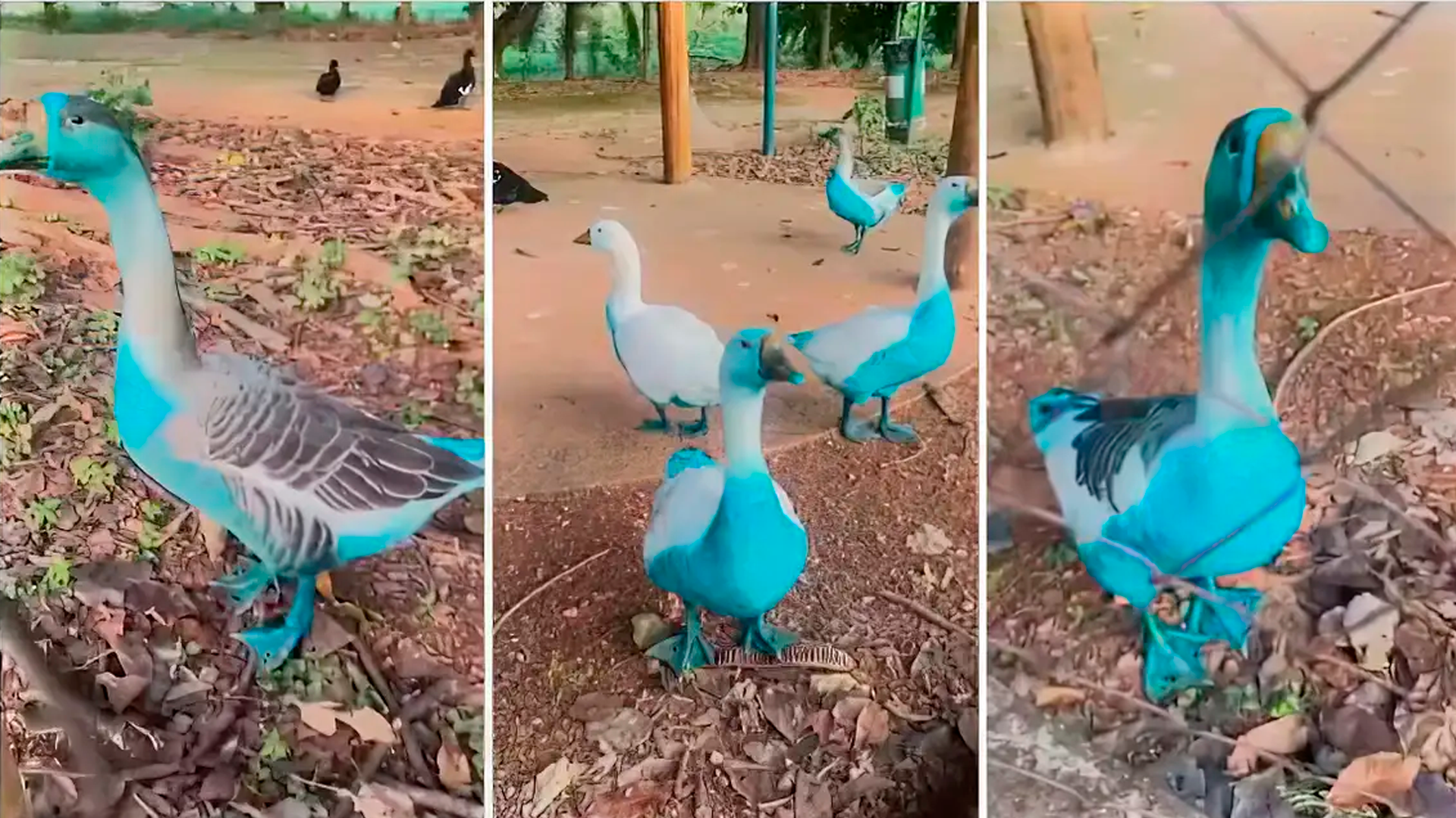 Cidade paulista apura vazamento de corante que tingiu aves em parque