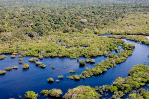 Desmatamento no Brasil caiu 32,4% em 2024
