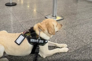 Família é impedida de embarcar com cão de serviço em voo no Rio de Janeiro