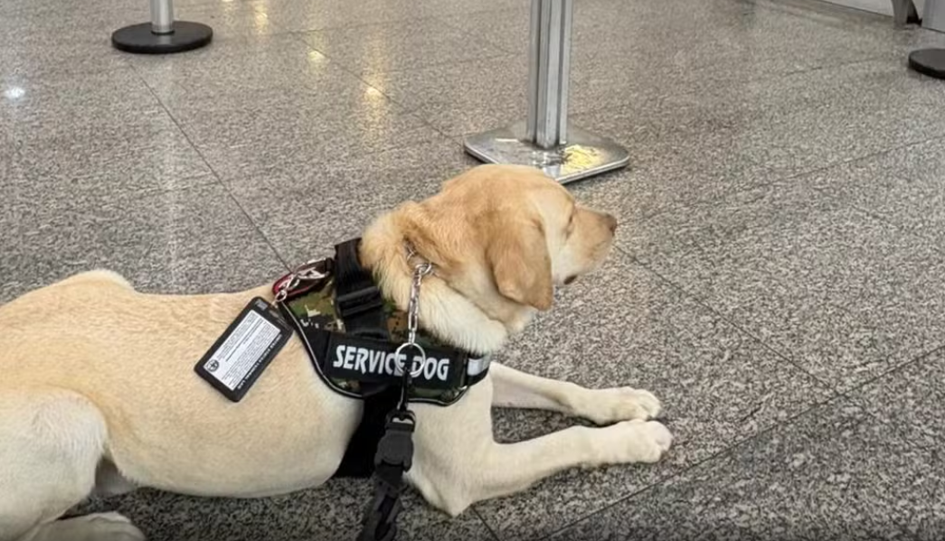 Família é impedida de embarcar com cão de serviço em voo no Rio de Janeiro