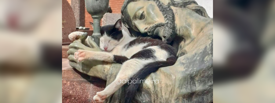 Gata dorme nos braços de estátua de Jesus no Cemitério Saudades II, em Limeira