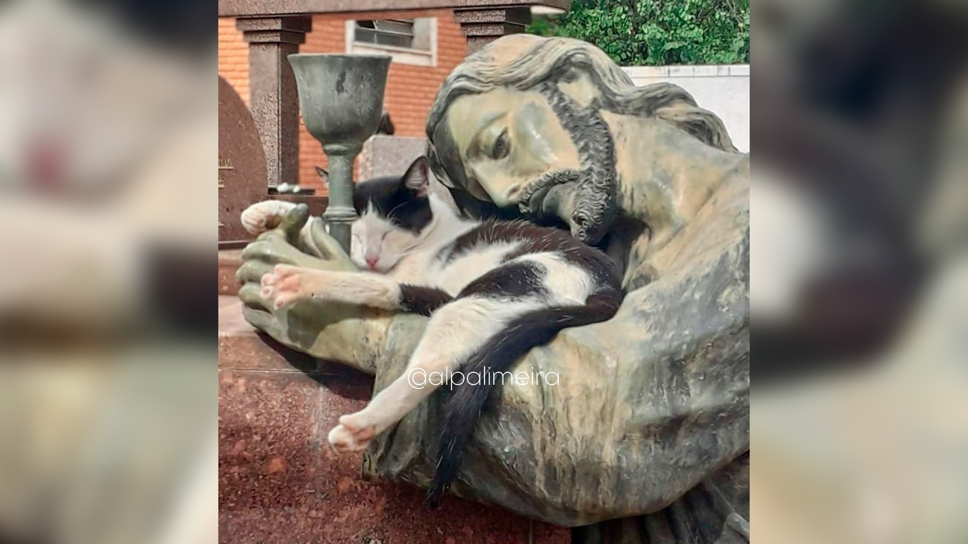 Gata dorme nos braços de estátua de Jesus no Cemitério Saudades II, em Limeira