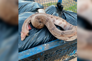Jiboia é morta no Jd. Cordeiro, em Cordeirópolis