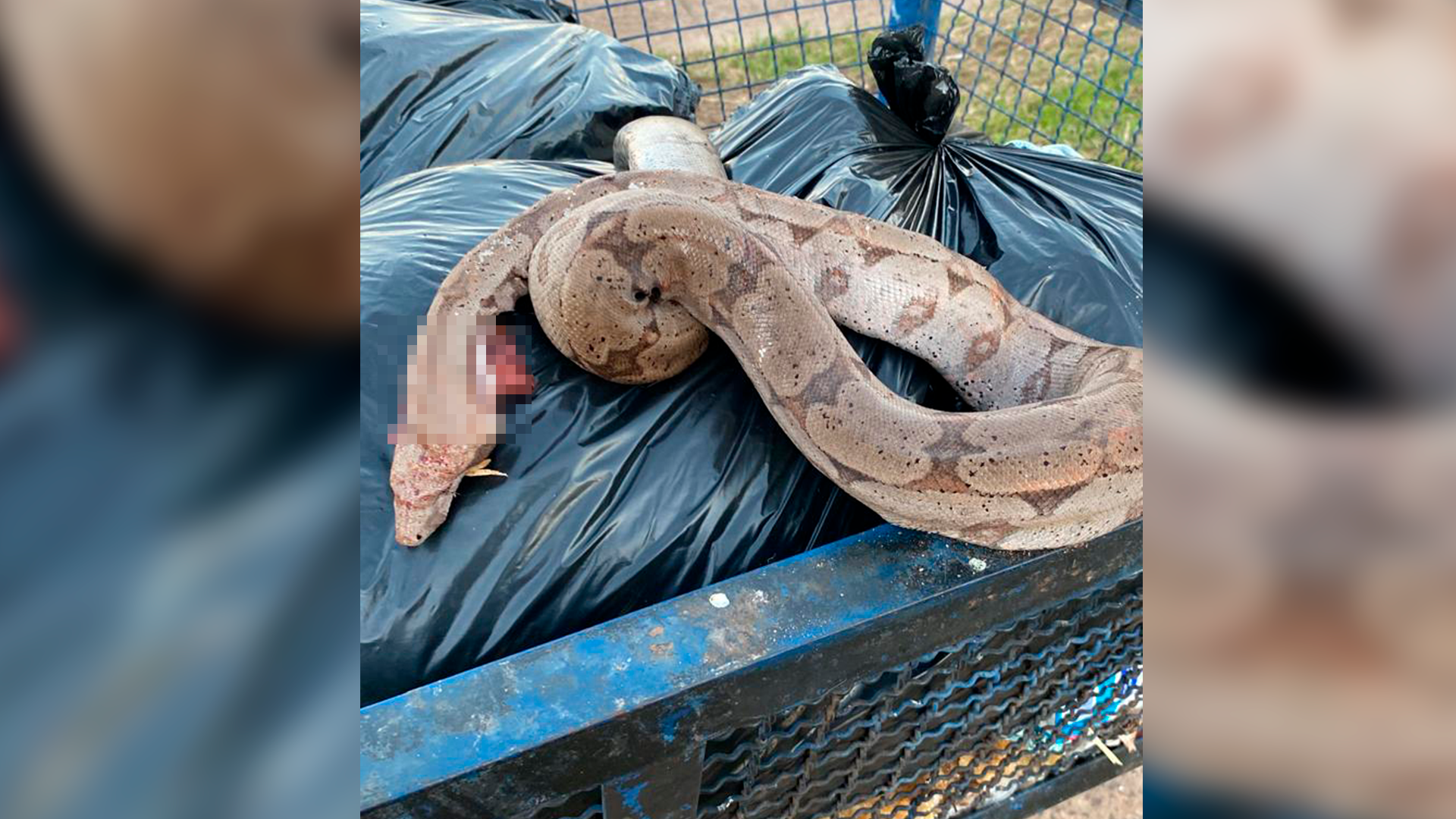 Jiboia é morta no Jd. Cordeiro, em Cordeirópolis