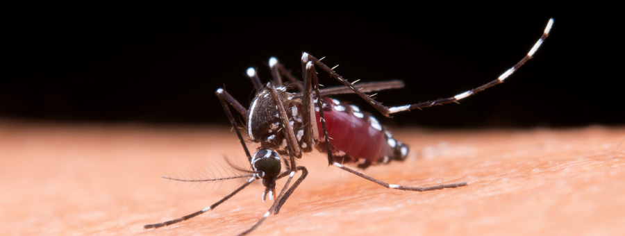 Limeira confirma primeira morte por dengue em 2025