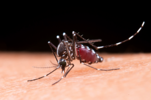 Limeira possui 12 óbitos em investigação por dengue