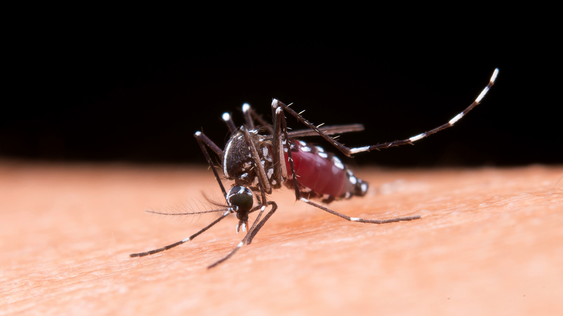 Limeira possui 12 óbitos em investigação por dengue