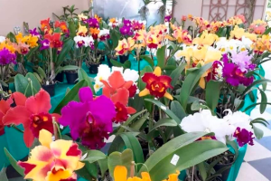 Pátio Limeira Shopping promove feira de orquídeas neste fim de semana