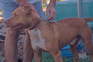 Populares cuidam de pitbull abandonado nos Pires, em Limeira