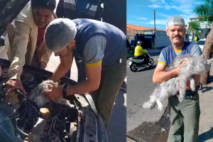 Populares resgatam gato escondido em motor de veículo em Limeira