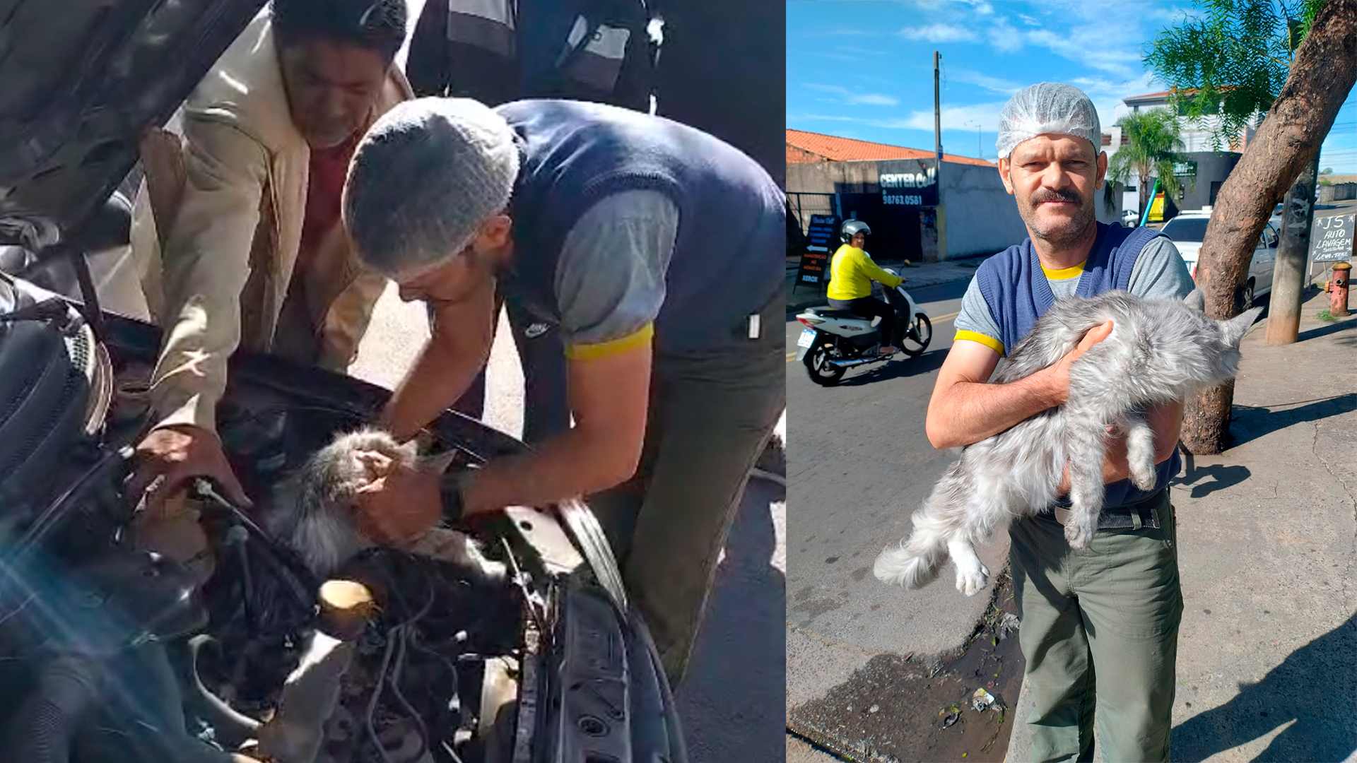Populares resgatam gato escondido em motor de veículo em Limeira
