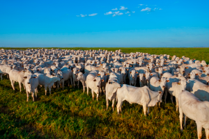 Proprietários e responsáveis técnicos devem realizar atualização de rebanhos