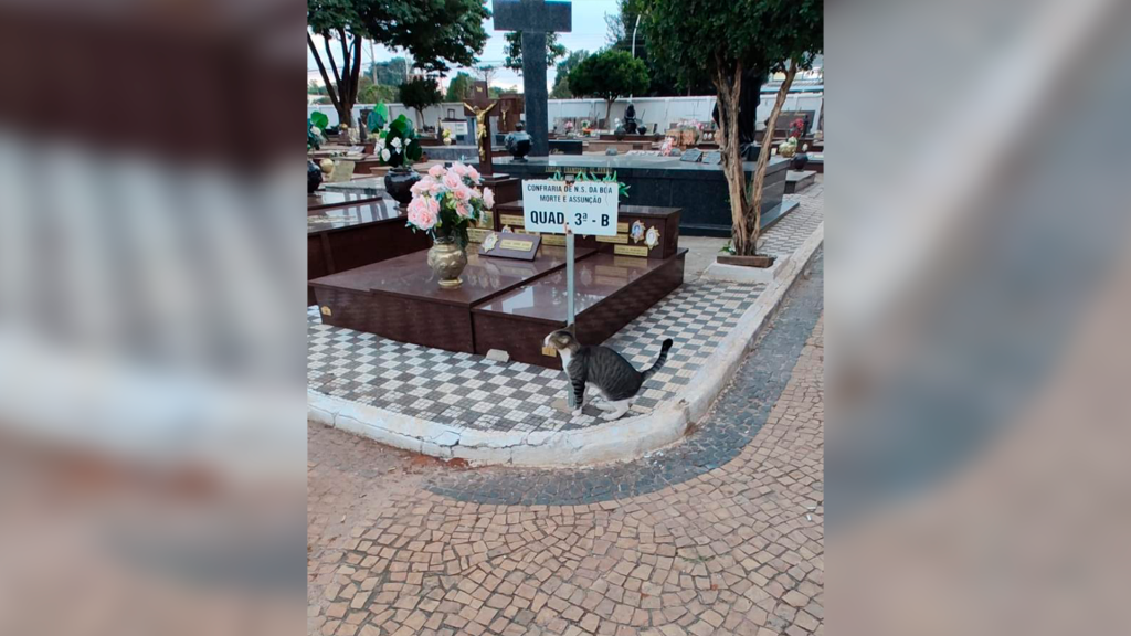Sem Título-4