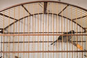 Criador é multado por manter aves ilegais em Limeira