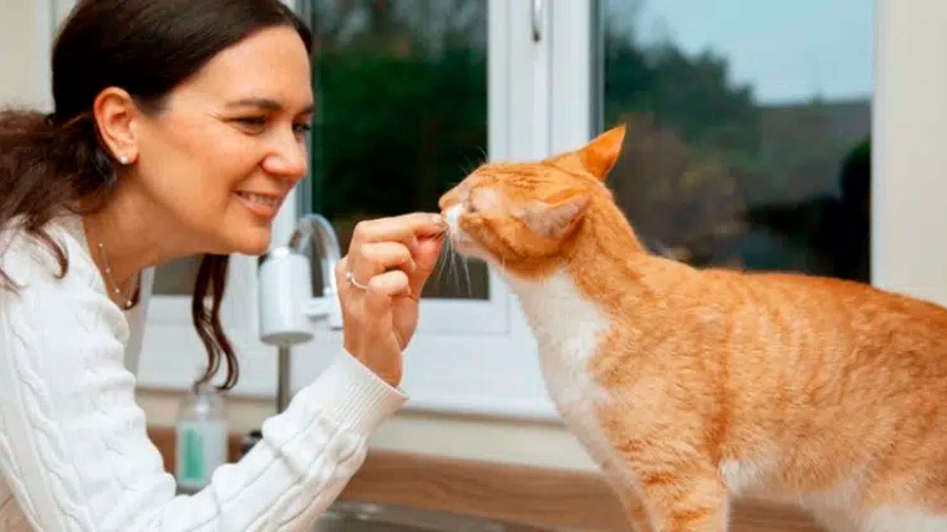E-book ajuda tutores de gatos a melhorar convivência e bem-estar dos animais