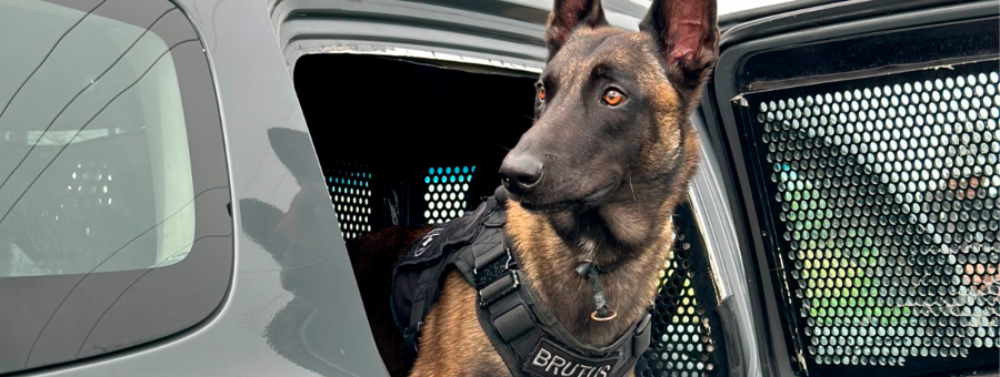 Em 6 meses, Canil da PM atuou em mais de 200 operações para detectar drogas e explosivos na capital